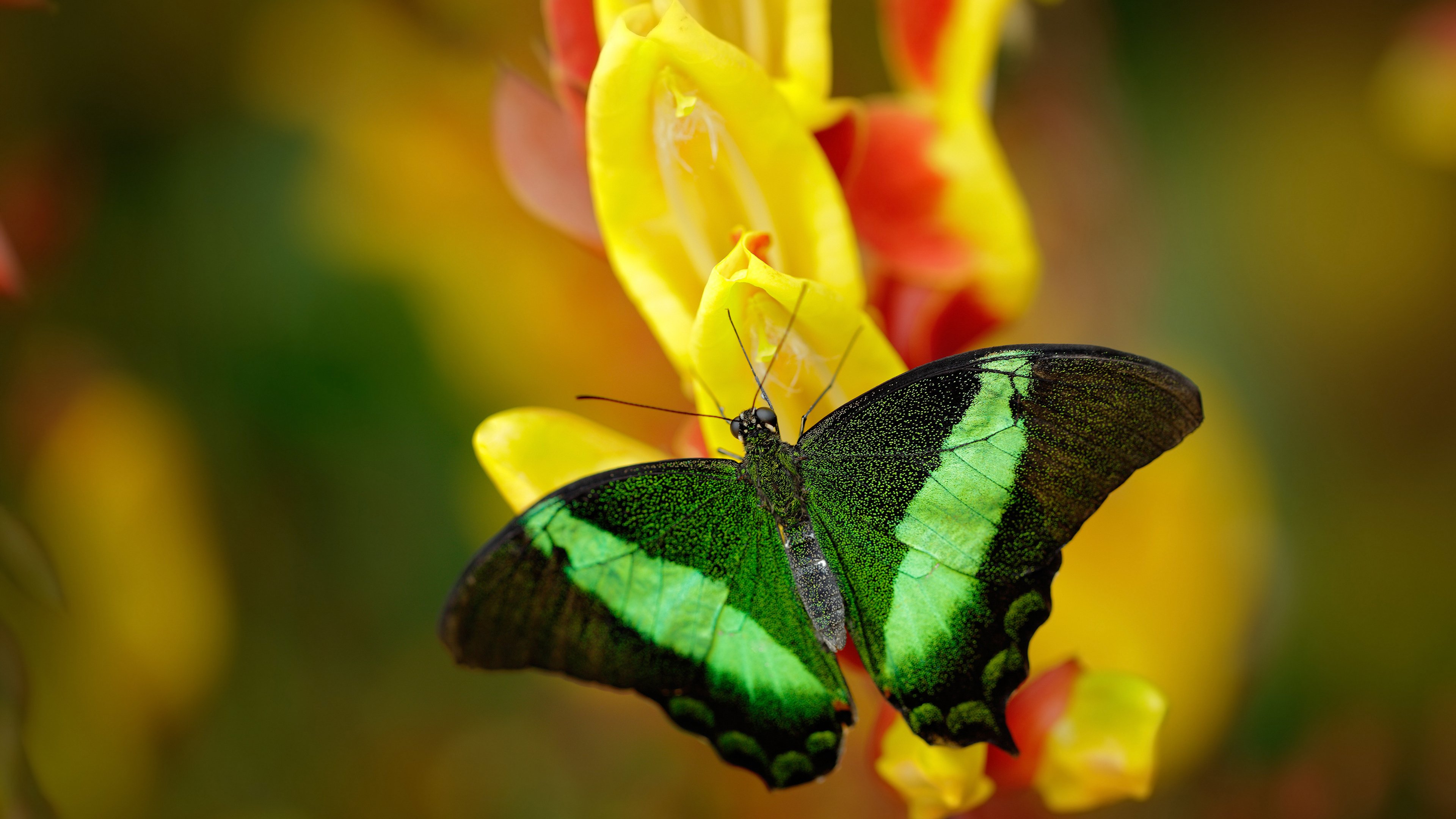迪马利亚魔力闪耀，里昂传奇轻取比利时明星队