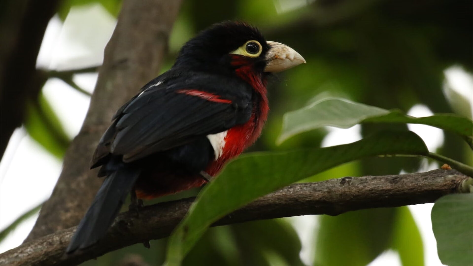 铁锤与王冠的对决，加维的枪手篇章