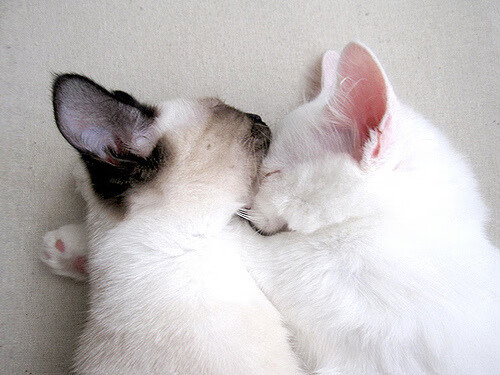 资本战场上的绿茵棋手，国际米兰的强行终结与凯恩的节奏掌控术