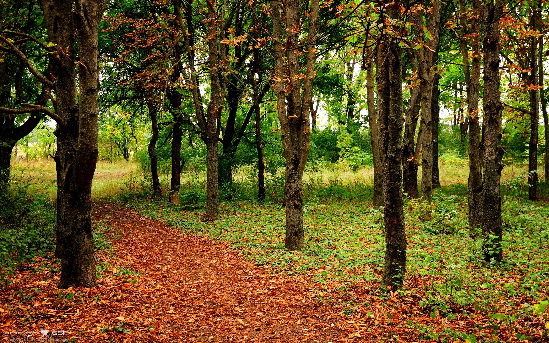 唯一性之战，威尔士雨夜史诗逆袭，58年血泪浇灌波兰后终迎绽放