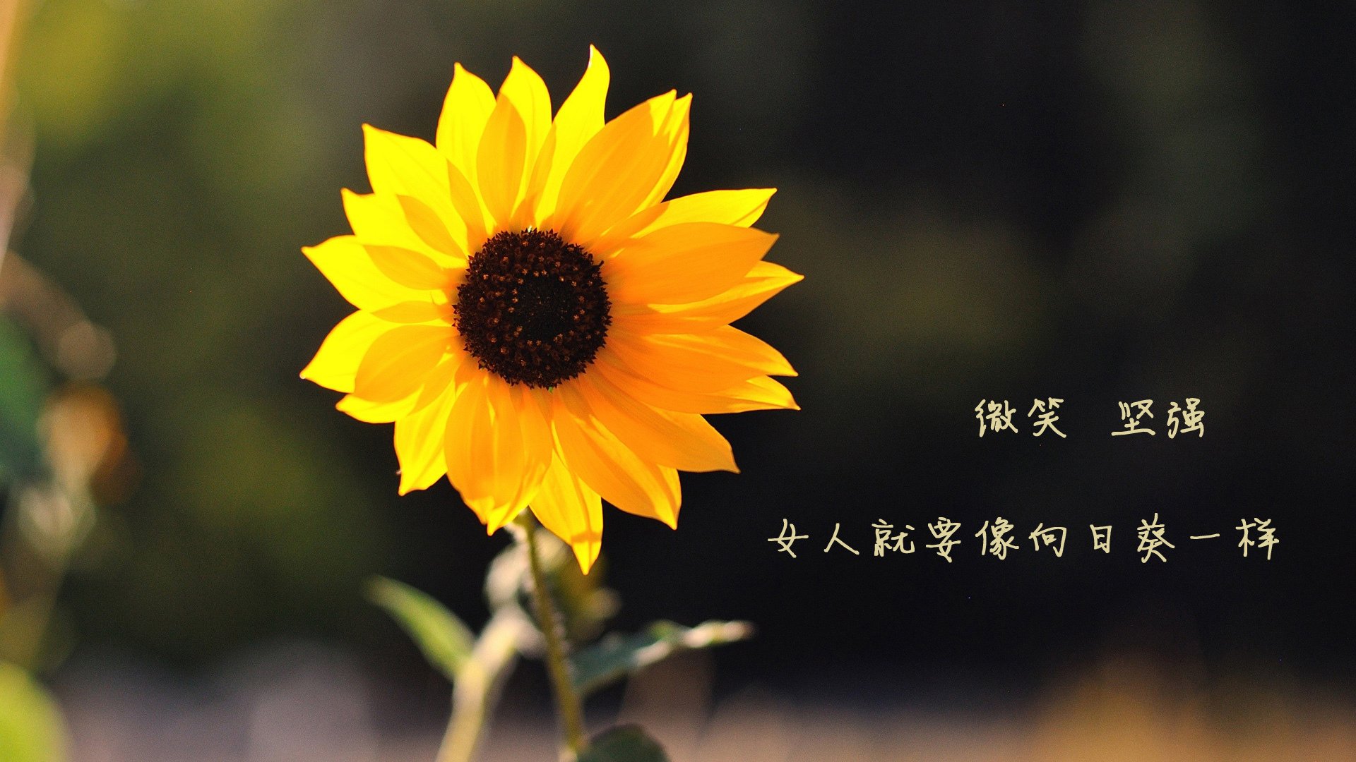 当拉什福德的节拍器在非洲大地响起，一场虚构战役中的足球启示