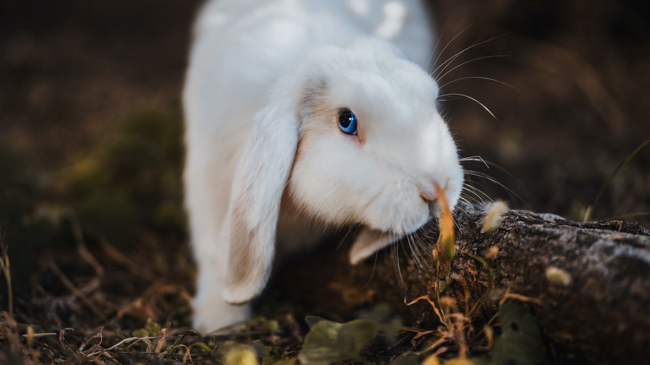 篮球双雄会,北京队突围新疆队,哈利伯顿欧冠决赛封神