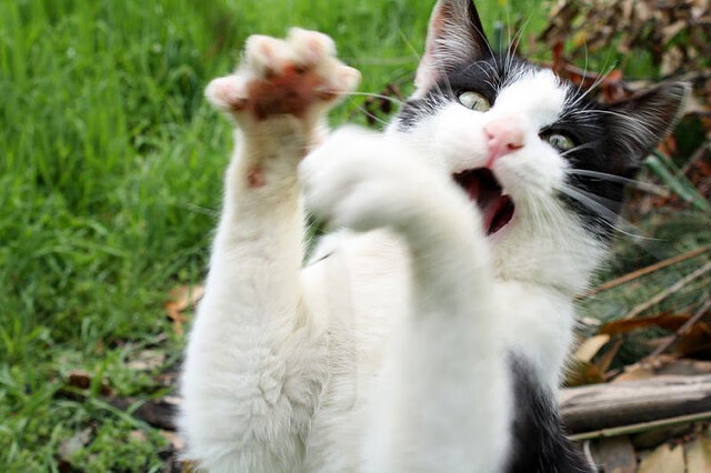 奇迹之夜，拉齐奥打穿南非背后的足球对话