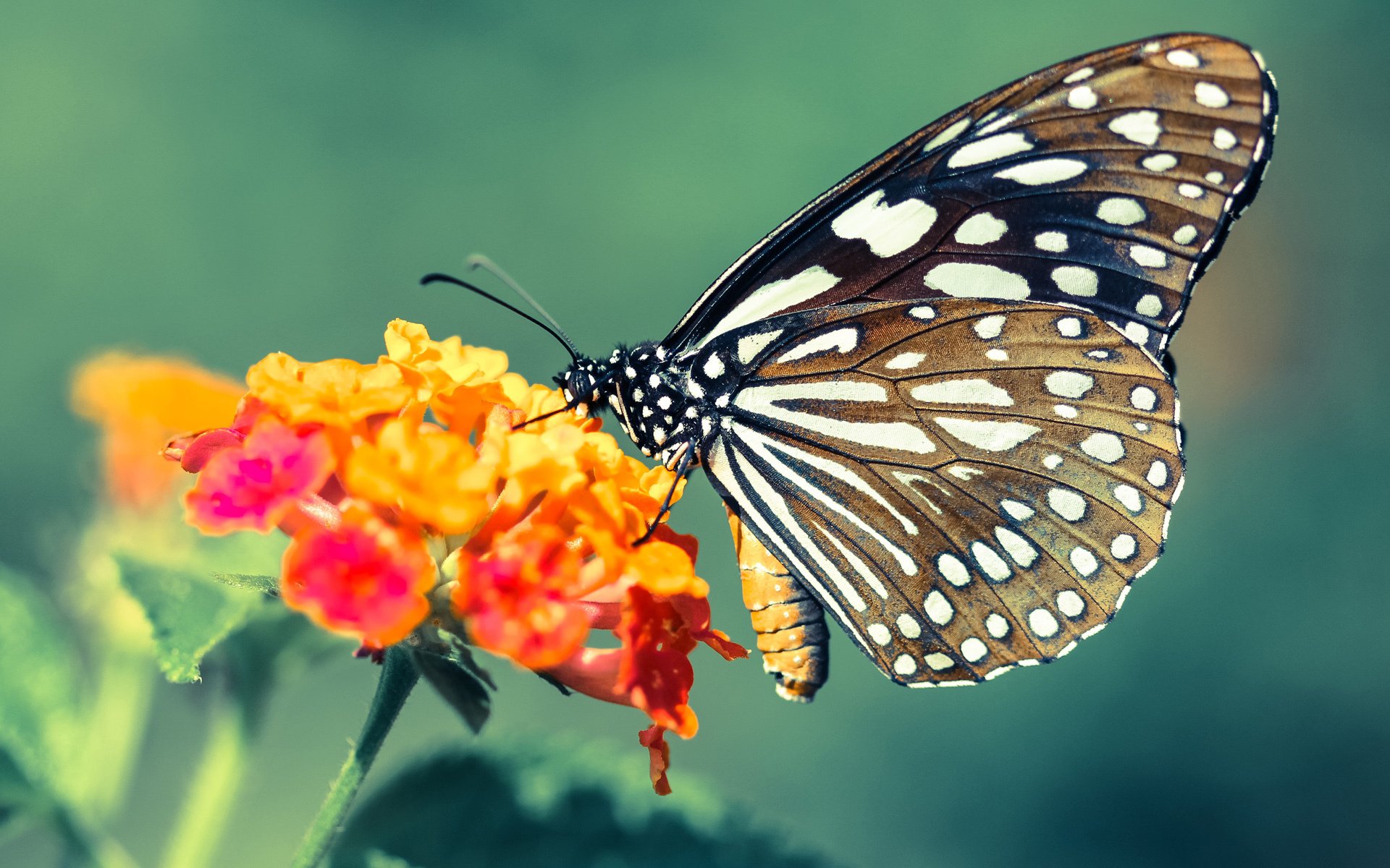 球场心脏,锡安雕刻时光之夜