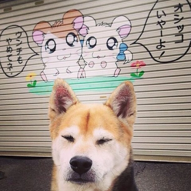 新王加冕，冷焰燎原，拉梅洛撕裂森林狼铁幕