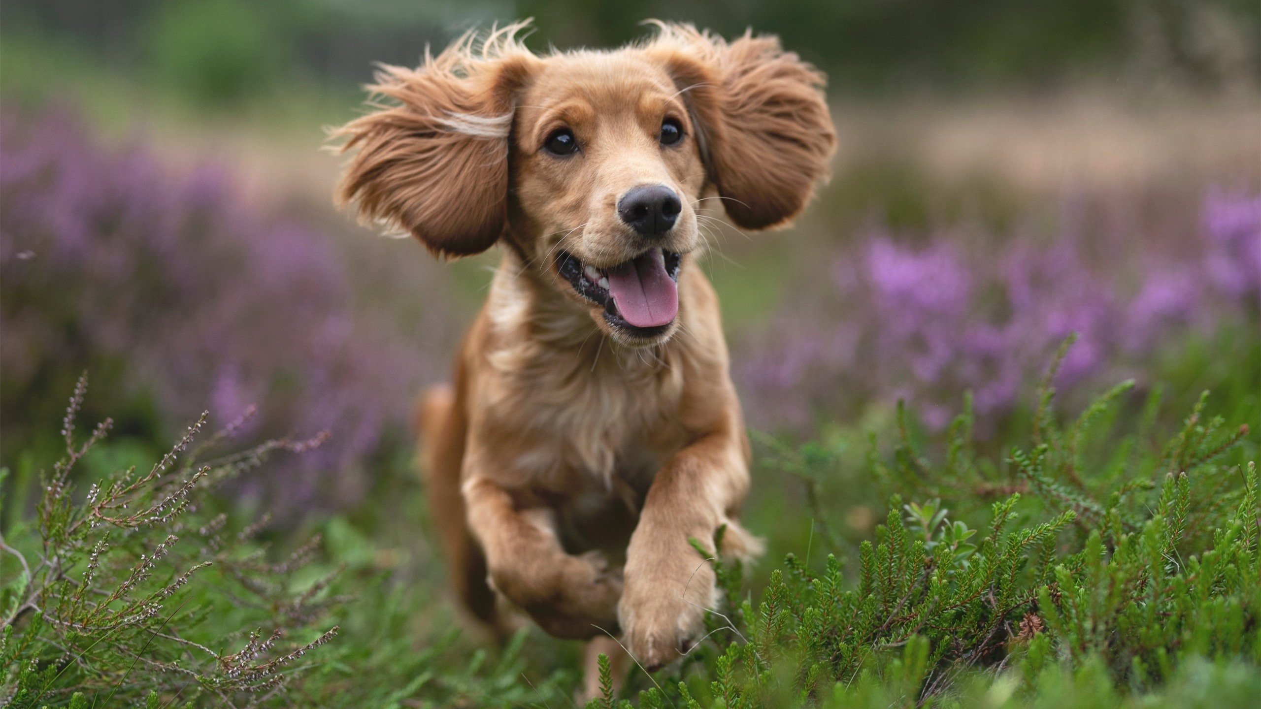 逆袭圣保罗!迪亚斯天神下凡,中国力量攻克那不勒斯铁壁