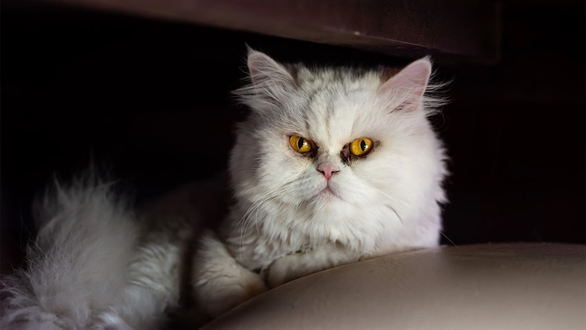 断流之战，曼联怒涛终结奥地利足球的黄金之梦