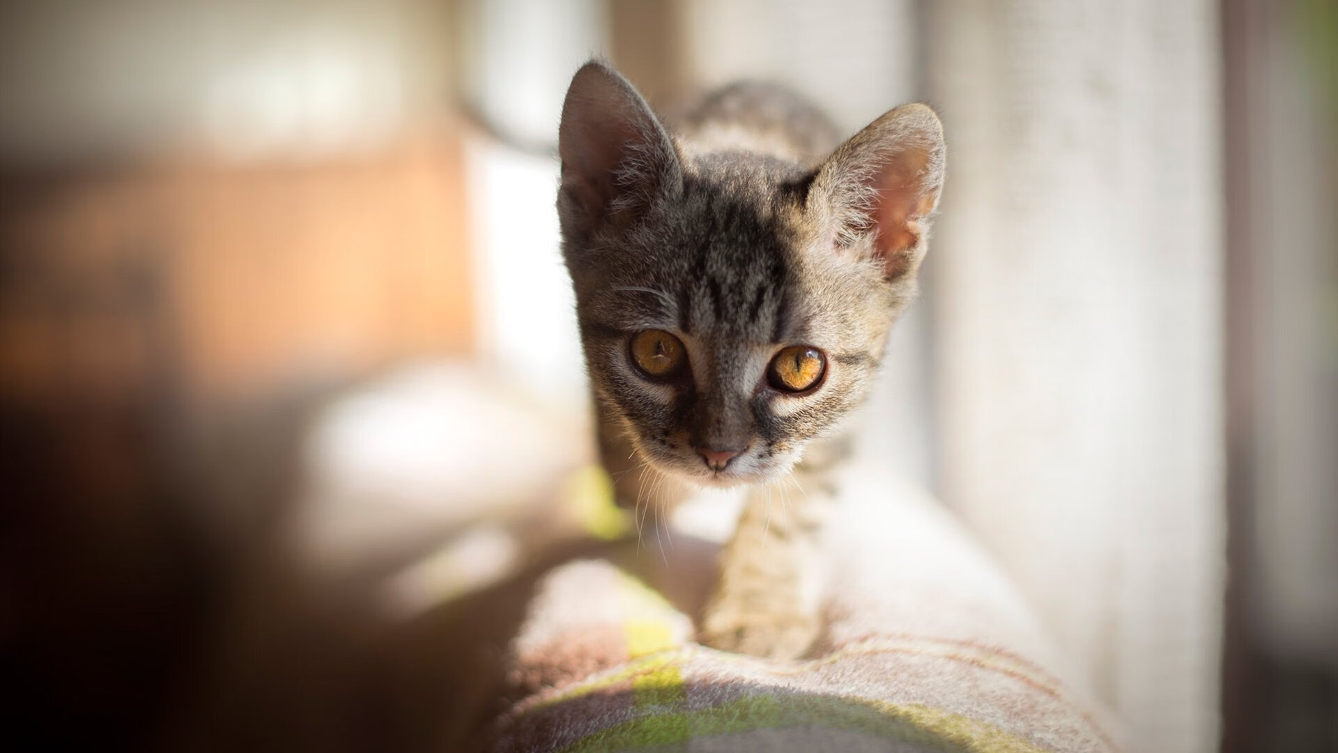 西甲独苗破茧成蝶,冷静王者绞杀巴黎巨兽