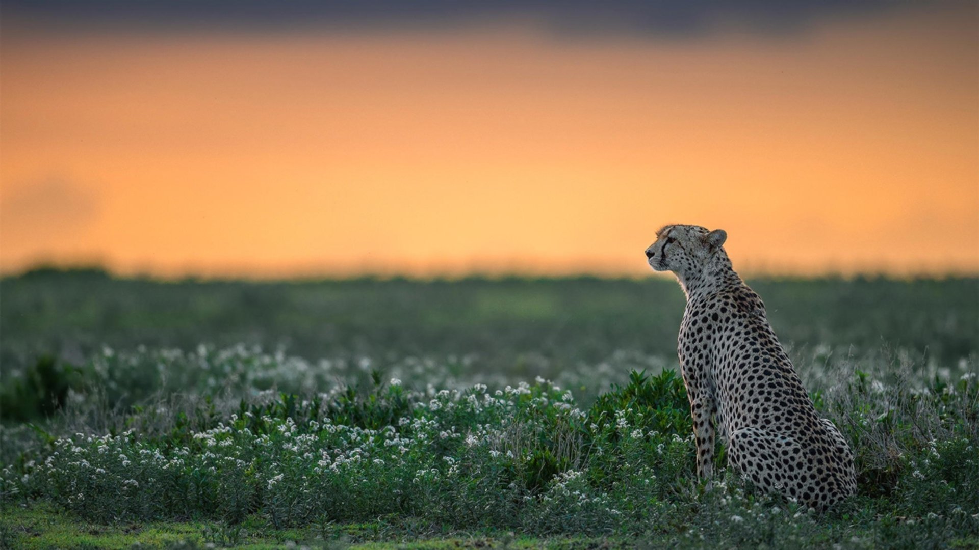 爱游戏APP-东契奇的万花筒，当NBA魔术师在上海队的防线上肆意挥洒
