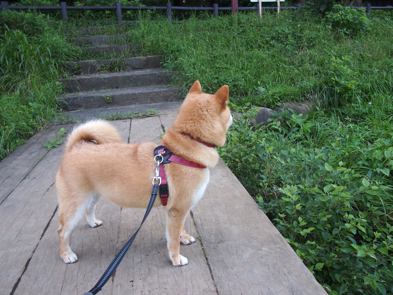 爱游戏-弑神者与纳米核心，当伦纳德的不可阻挡遇到上海队的集体逆流