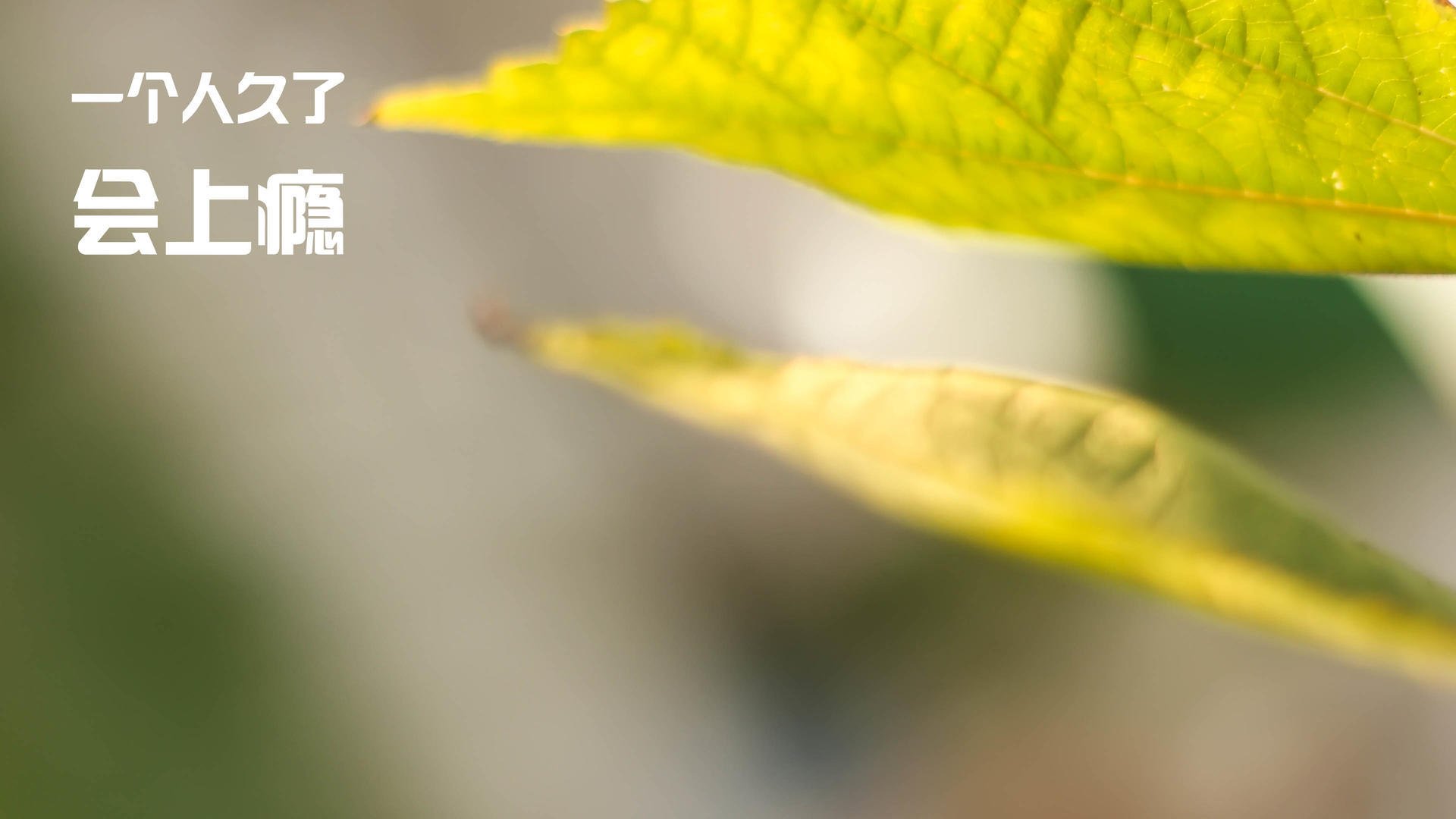 爱游戏-当雷霆的青春风暴遇上利拉德时间，所谓无解，是岁月淬炼的答案