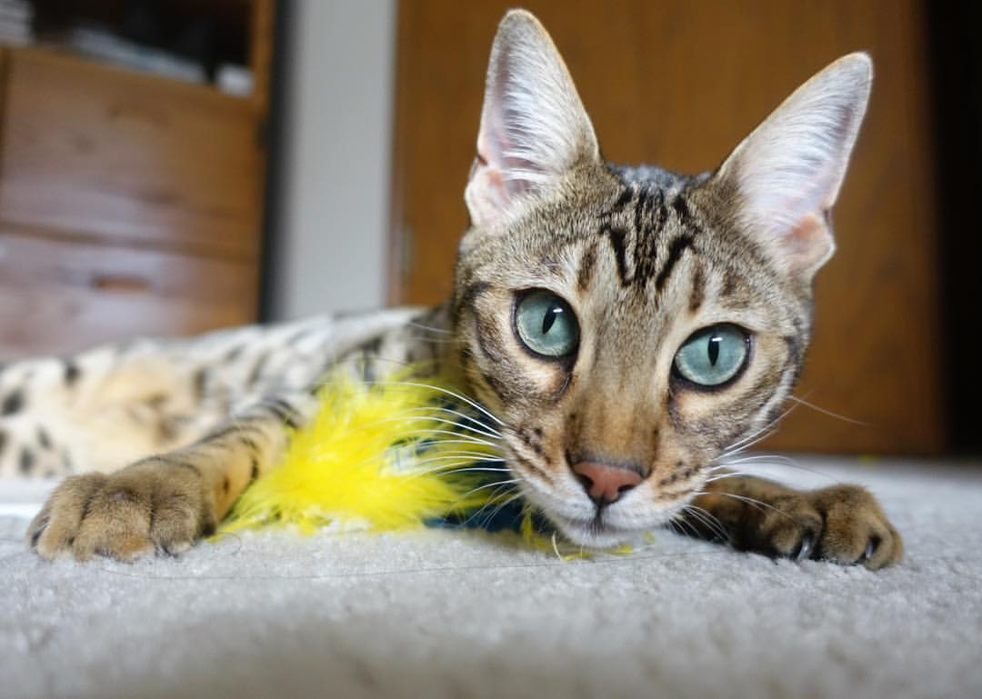 重剑无锋，锡安的巨人画笔如何一笔改写意甲焦点战之夜