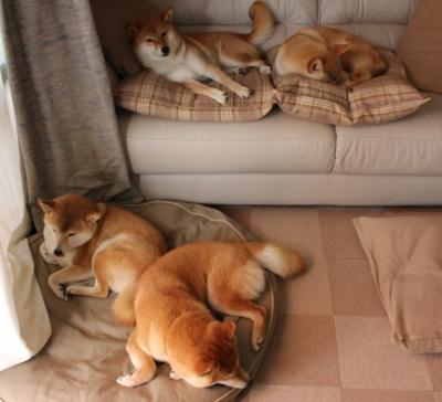 中美球星对决，小贾伦·杰克逊火力全开，上海大鲨鱼横扫骑士队的背后