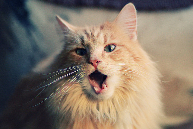 亚洲新王,孙兴慜的右脚,为何成为皇马逆转日本的唯一密码?