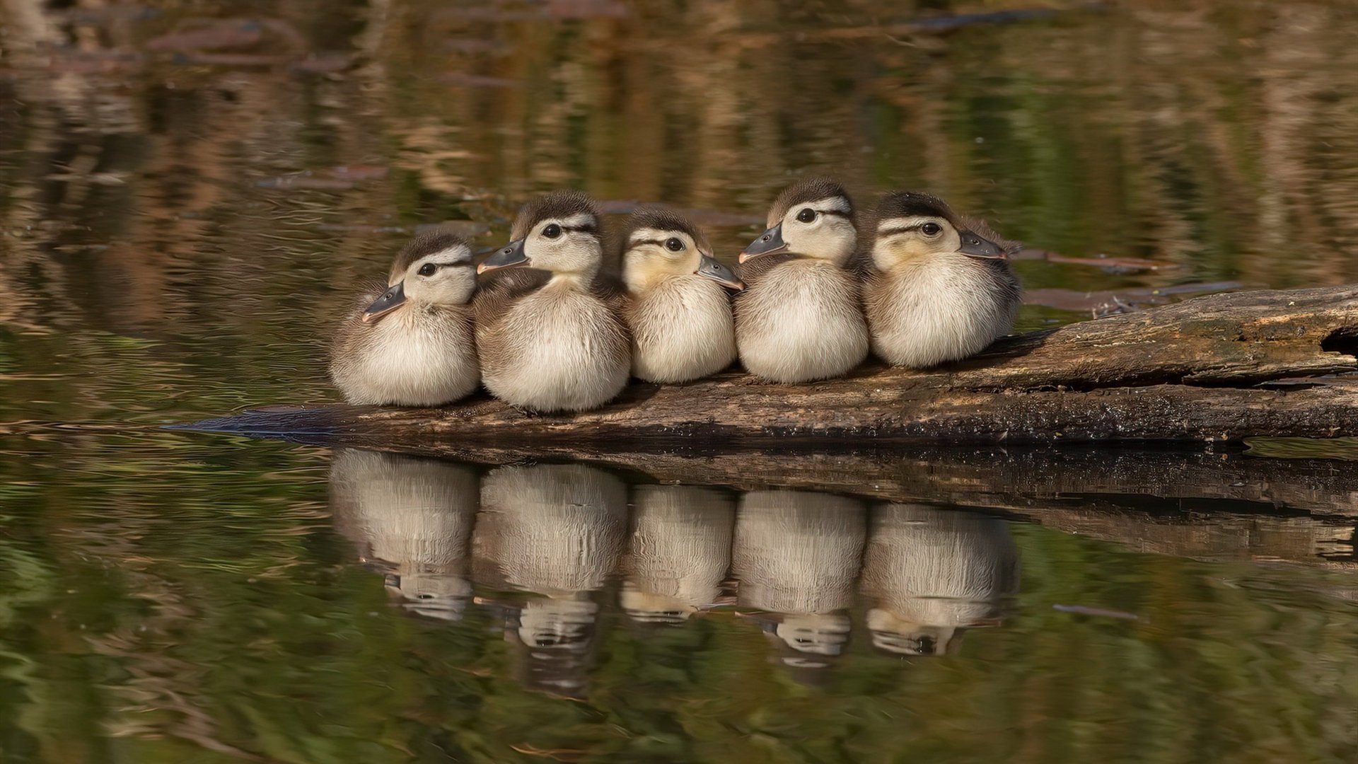 东方醒狮对阵绿色王朝，当勒布朗·詹姆斯只用半场便终结悬念
