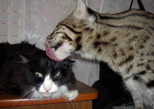 篮球界的意甲焦点战之夜，卢卡·东契奇用实力证明何为真正超级巨星